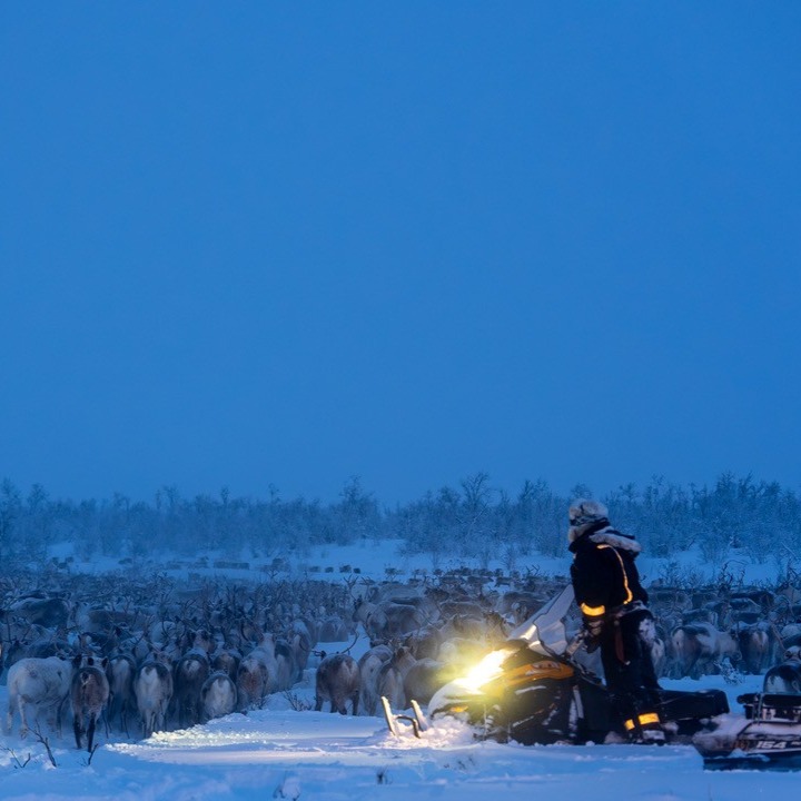 En reinflokk på snøkledd vidde i skumringen. En mann på scooter passer på flokken.